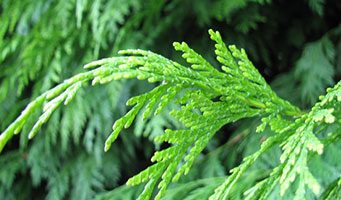 Green Movement